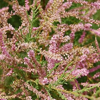 Tamarix Tetrandra- Tamaris de printemps 60-80 cm en conteneur