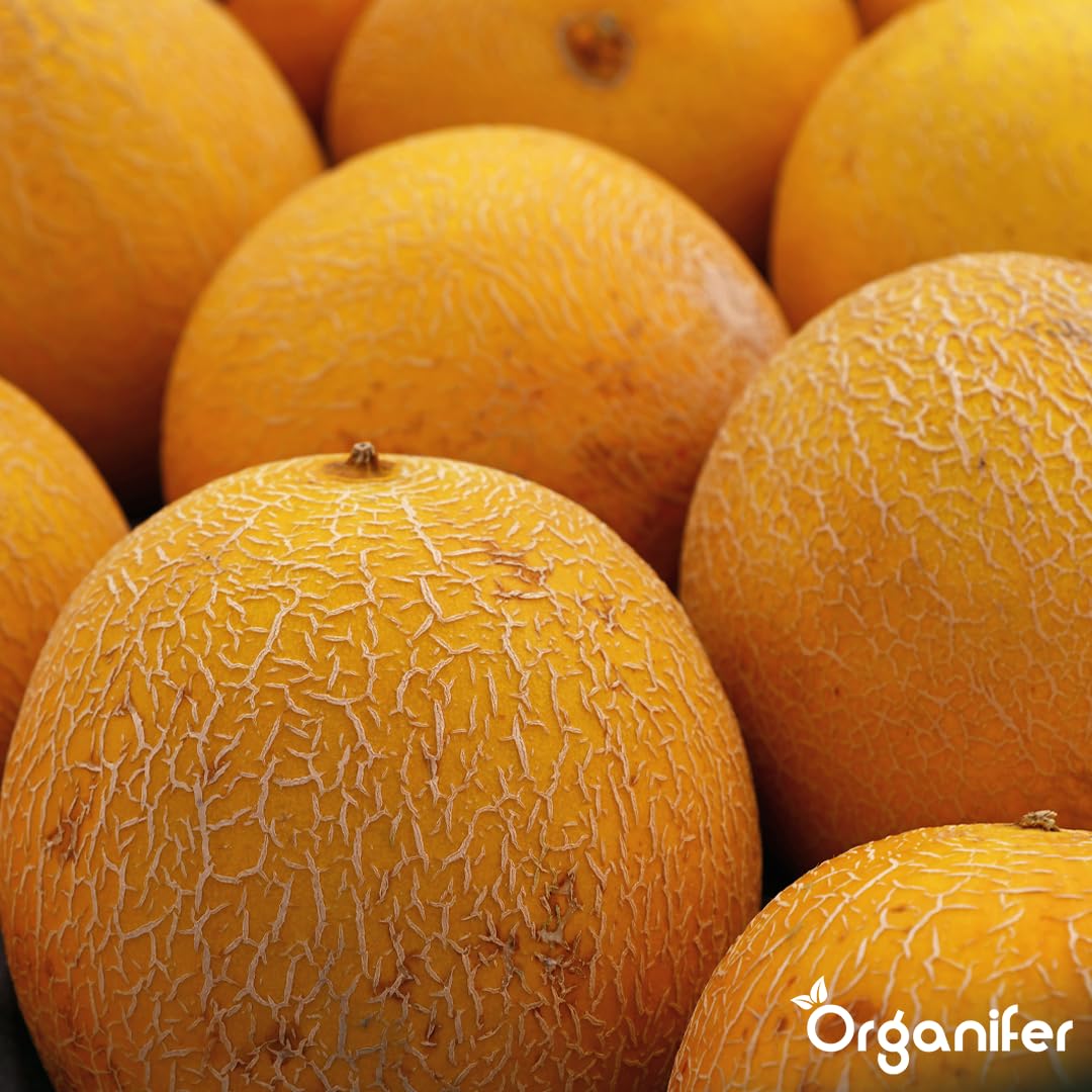 Organifer Fertilizzante liquido organico 1L per melone
