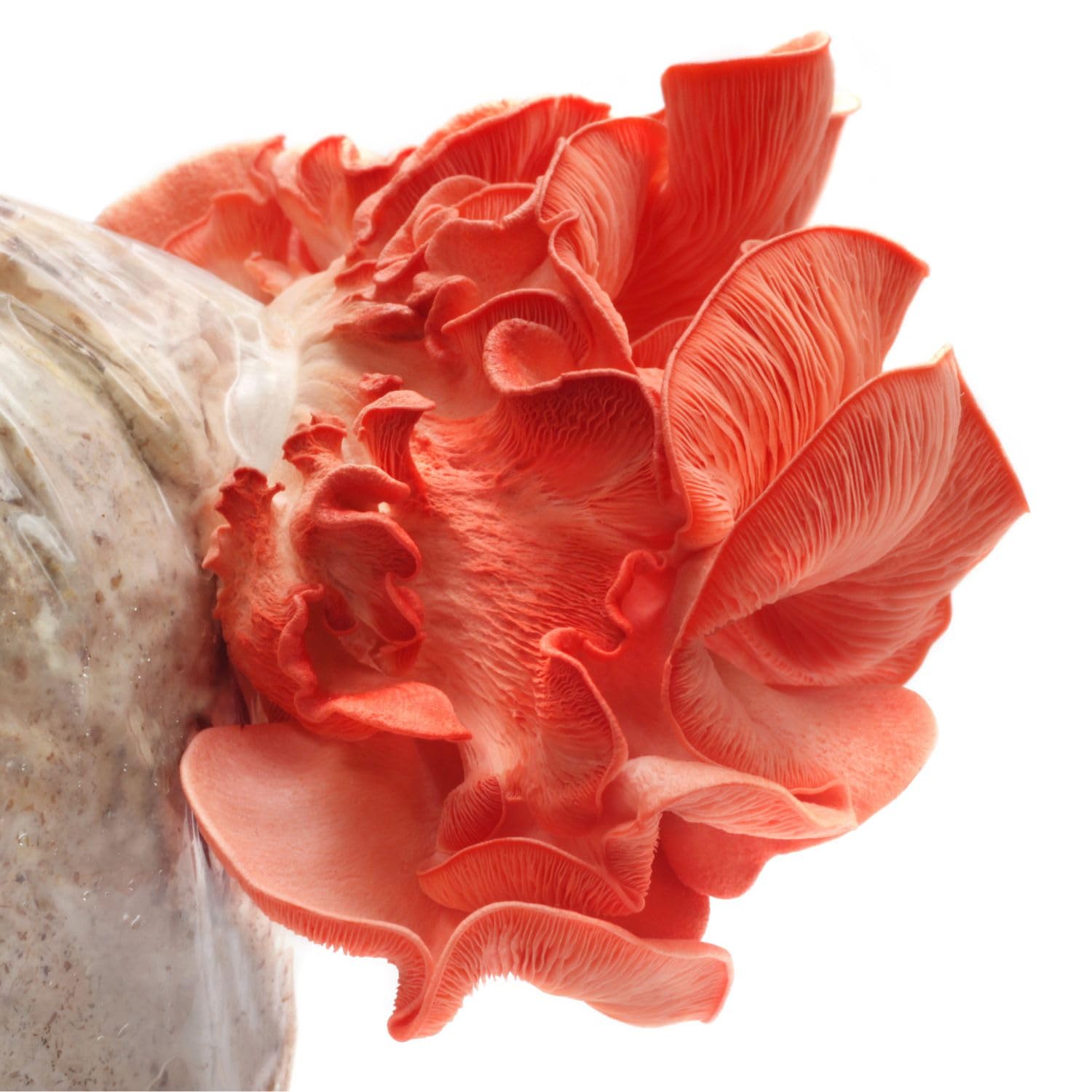 Hawlik Pilzbrut - Culture de pleurote rose biologique, facile à cultiver soi-même des pleurotes djamor, kit de culture de champignons, kit champignon à faire pousser, récolter des champignons frais
