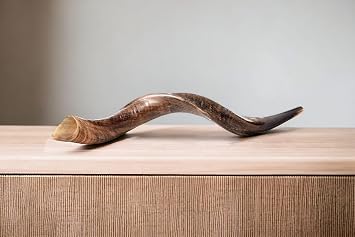 Extra Large Yemenite Shofar 40-42 | Authentic Kudu Horn | Natural Finish | Includes Anti-Odor Spray & Bag | Kosher Tested | Yaliland