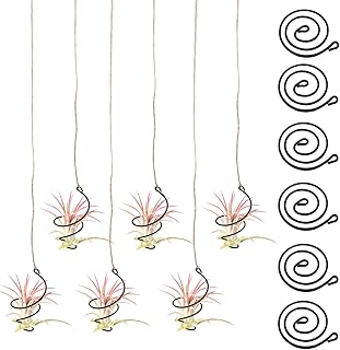 Hanging Air Plant Holders