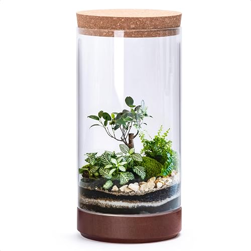Maceta de terrario de cristal transparente para plantas de interior, 6 pulgadas 