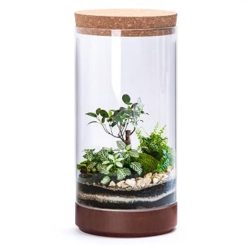 Clear Glass Houseplant Terrarium Planter, 6" W x 12" H, Cylindrical Terrarium with Wooden Base & Cork Lid | Versatile Tabletop Decoration for Home or Office or Hydroponics Plant Not Included, 41-A-L