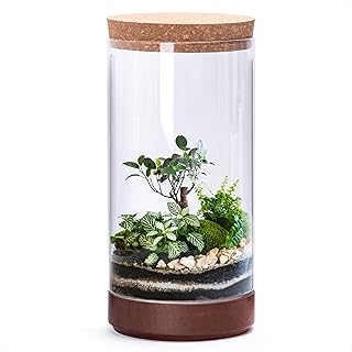 Clear Glass Houseplant Terrarium Planter, 6" W x 12" H, Cylindrical Terrarium with Wooden Base & Cork Lid | Versatile Tabletop Decoration for Home or Office or Hydroponics (Plant Not Included), 41-A-L
