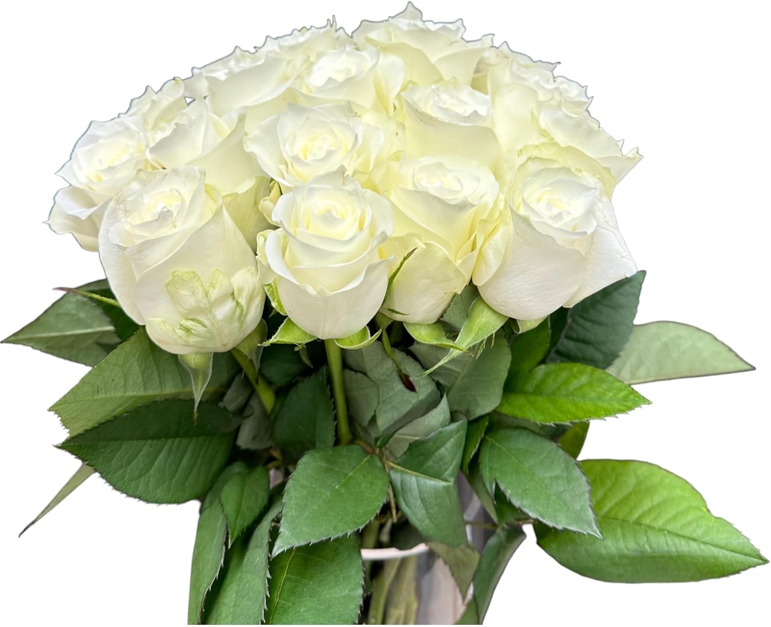 24 White Roses Fresh Cut Flowers Hydroponic Flower Arrangement Express Love birthday gift Los Angeles flower wholesale market