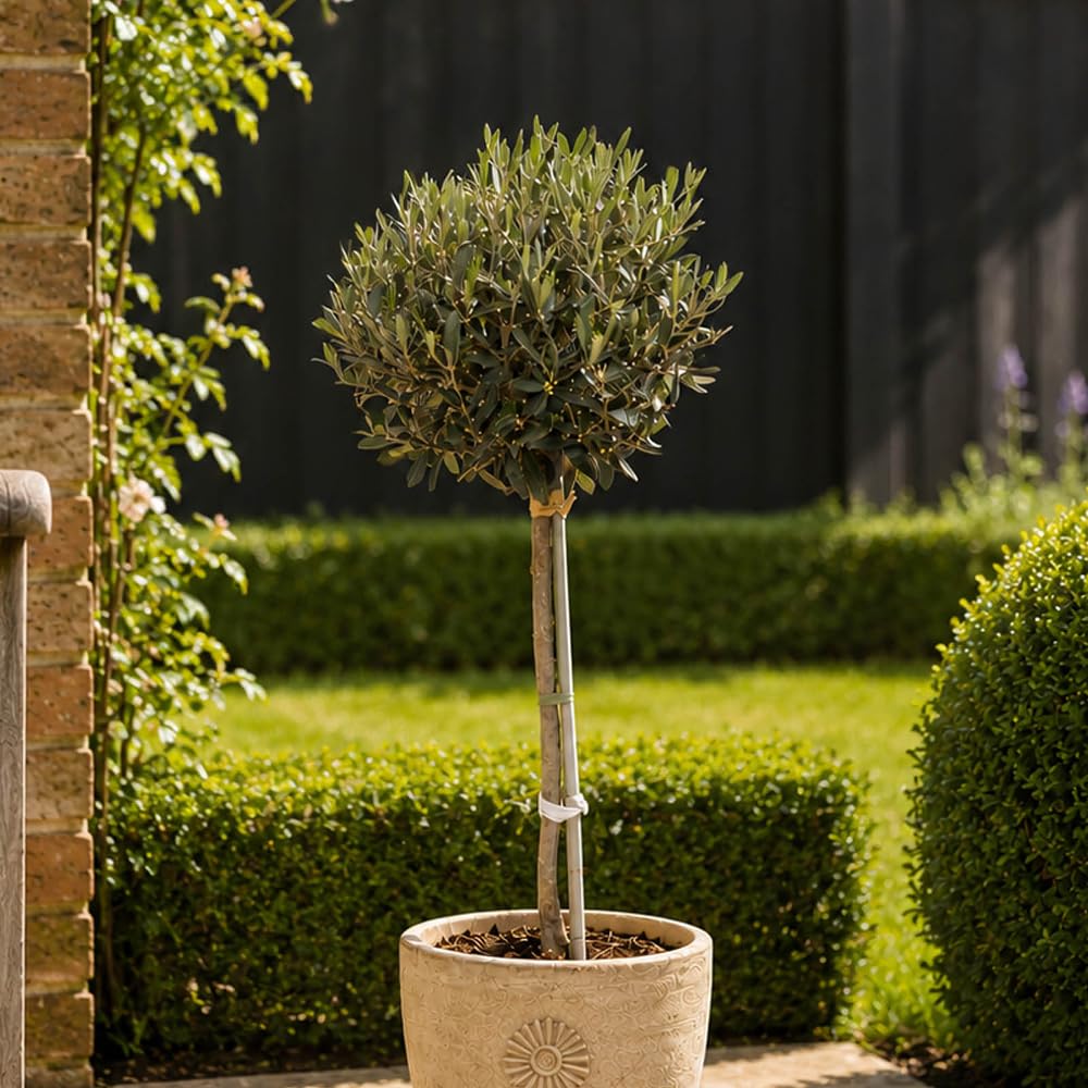 YouGarden Half Standard Olive Trees 2 x 90-100cm Tall in 22cm Pots, Established Mediterranean Olive Trees for Patios, Pots & Gardens - Lollipop Olive trees for Gardens