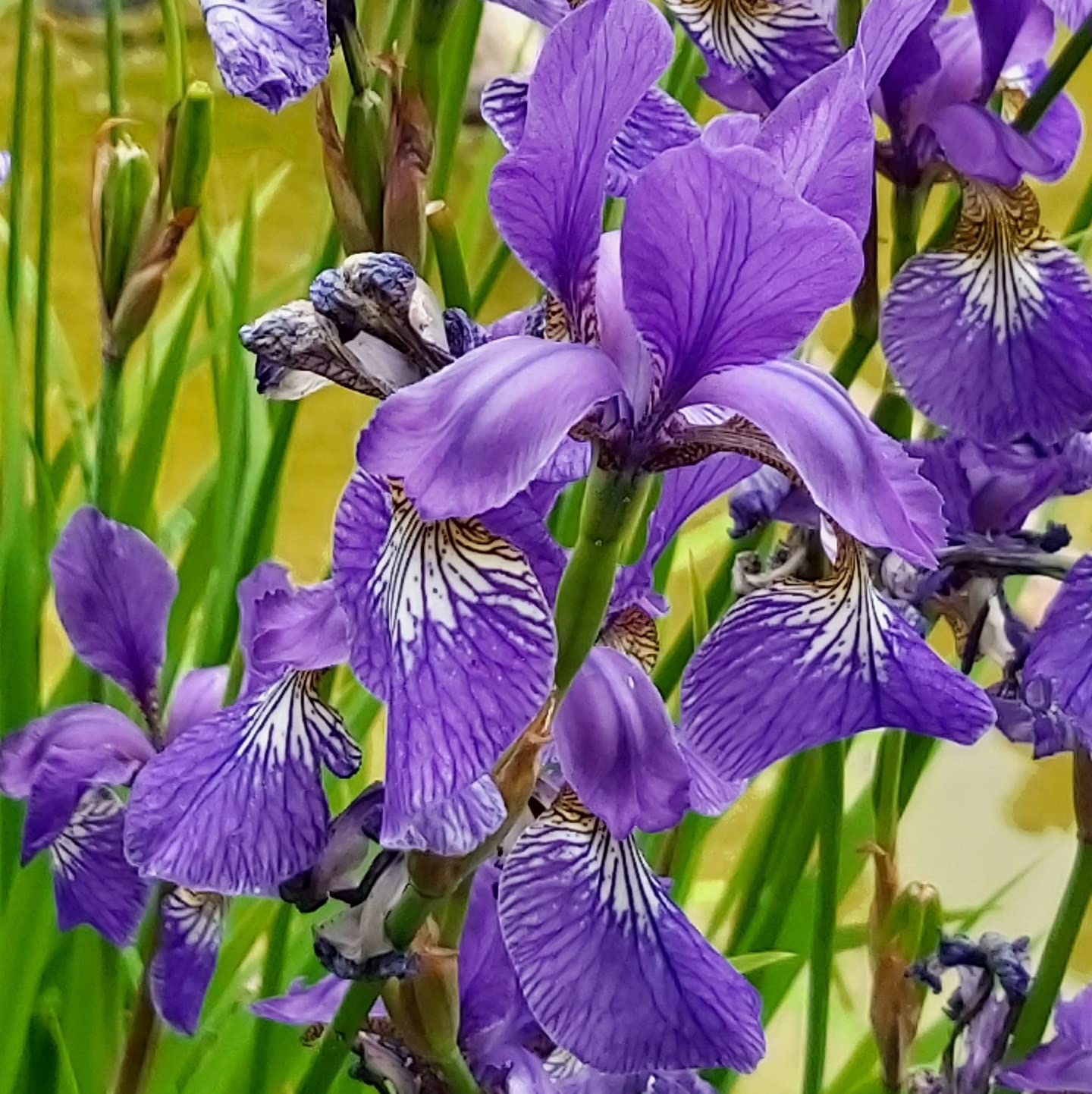 12 unità Iris Sibirica 'Caesar's Brother' - Iris Siberiana 'Caesar's Brother' Vaso 9x9cm ±1 m² - Iris Siberiana con Fiori Blu Profondo