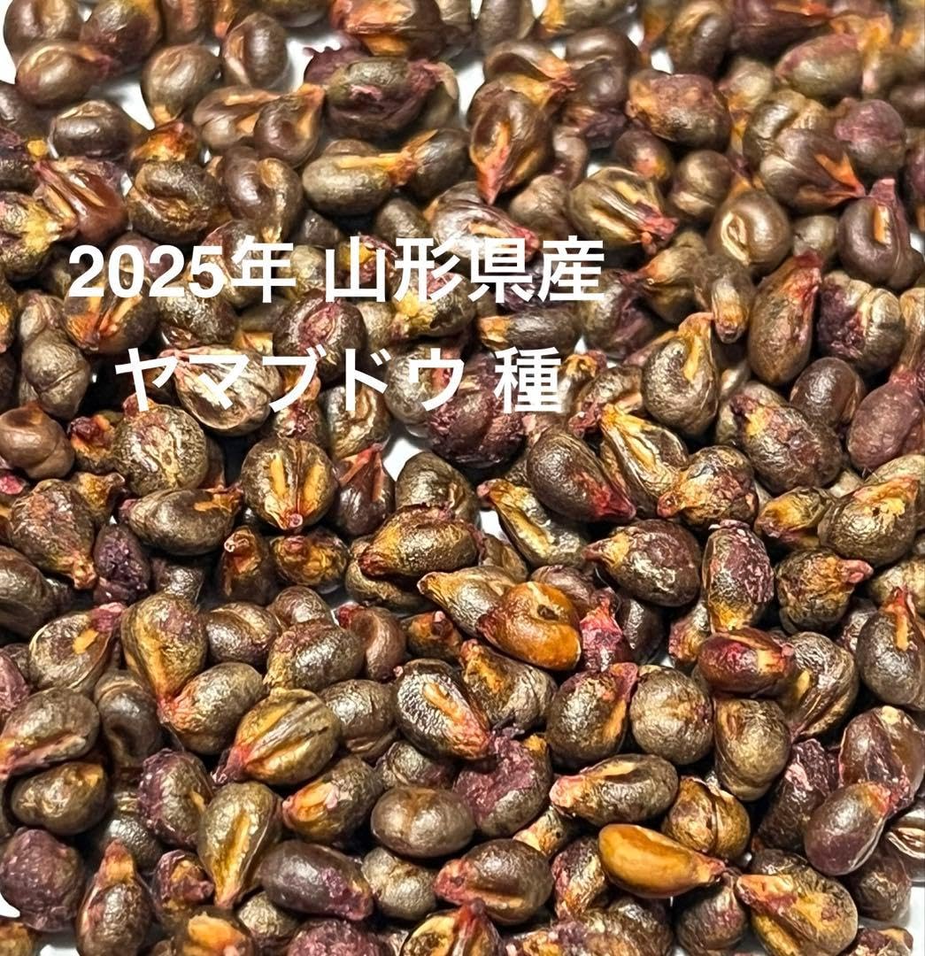 Amazon.co.jp: 2025年 令和7年産 山形県産 ヤマブドウ 種 60粒 : DIY