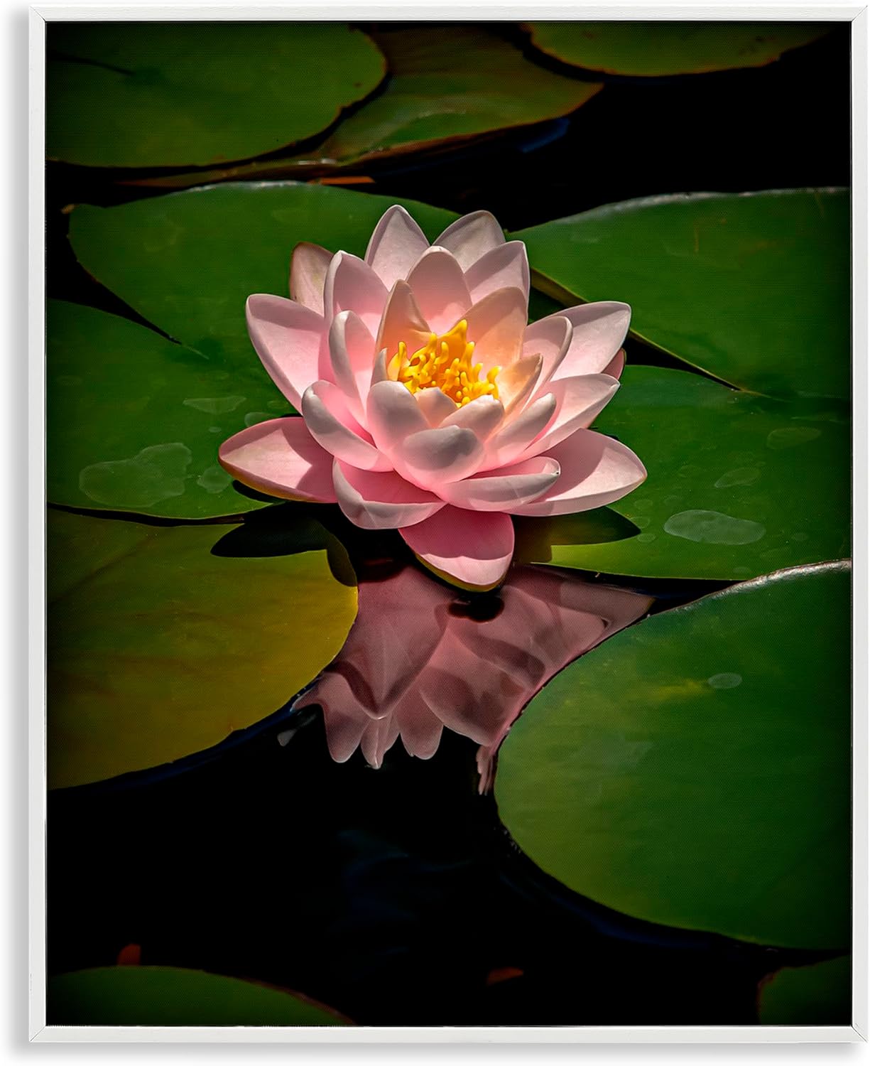 Stupell Industries Pink Lotus Among Lily Pads White Framed Giclee Art, design by Phillip Flowers, 14 x 11