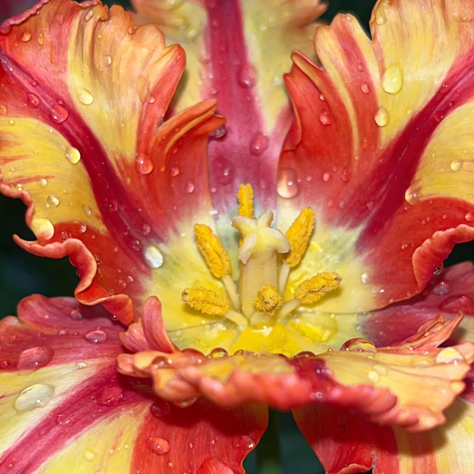 Multicolored Dutch Parrot Tulips, Easy to Maintain ＆ Easily Pollinated - Grow in Beds, Vase. ＆ Patio Pots, Excellent Display-15Bulbs-E
