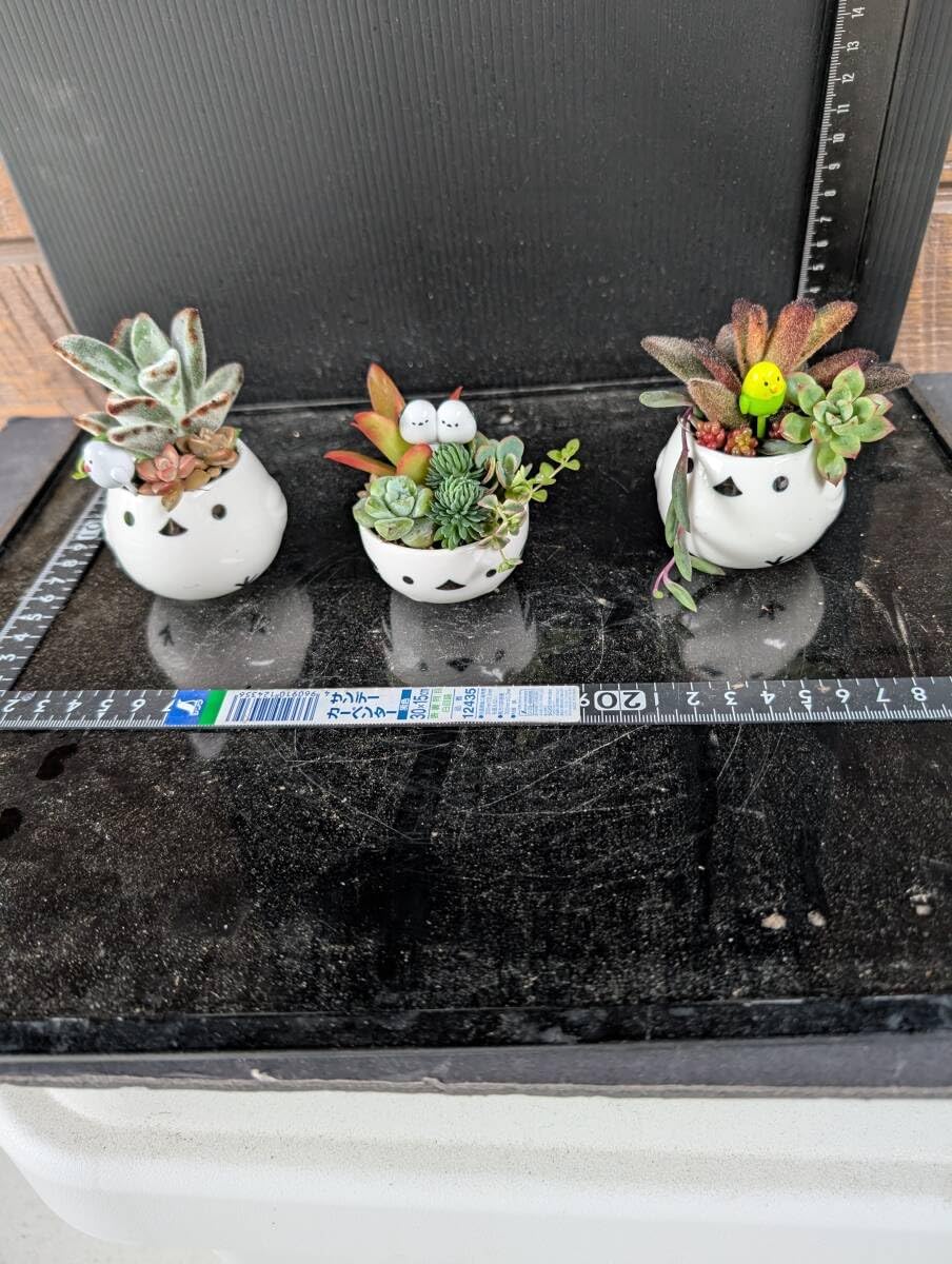 061001多肉植物の寄せ植えシマエナガプチ多肉テーブル多肉３点セット