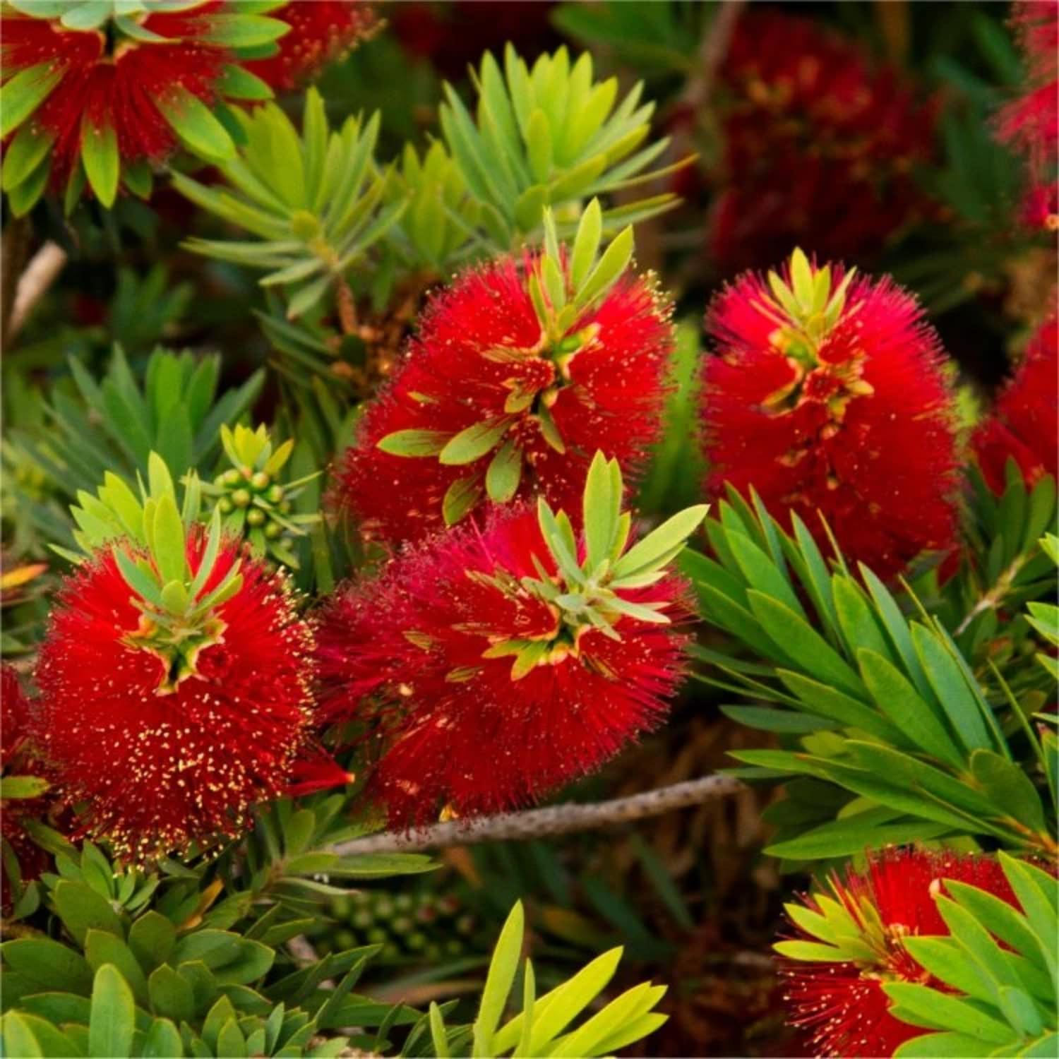 Hug A Plant | Bottle Brush (Callistemon Citrinus) Flowering/Ornamental Live Plant (Home & Garden) (B0C8TK928S) Amazon Price History, Amazon Price Tracker
