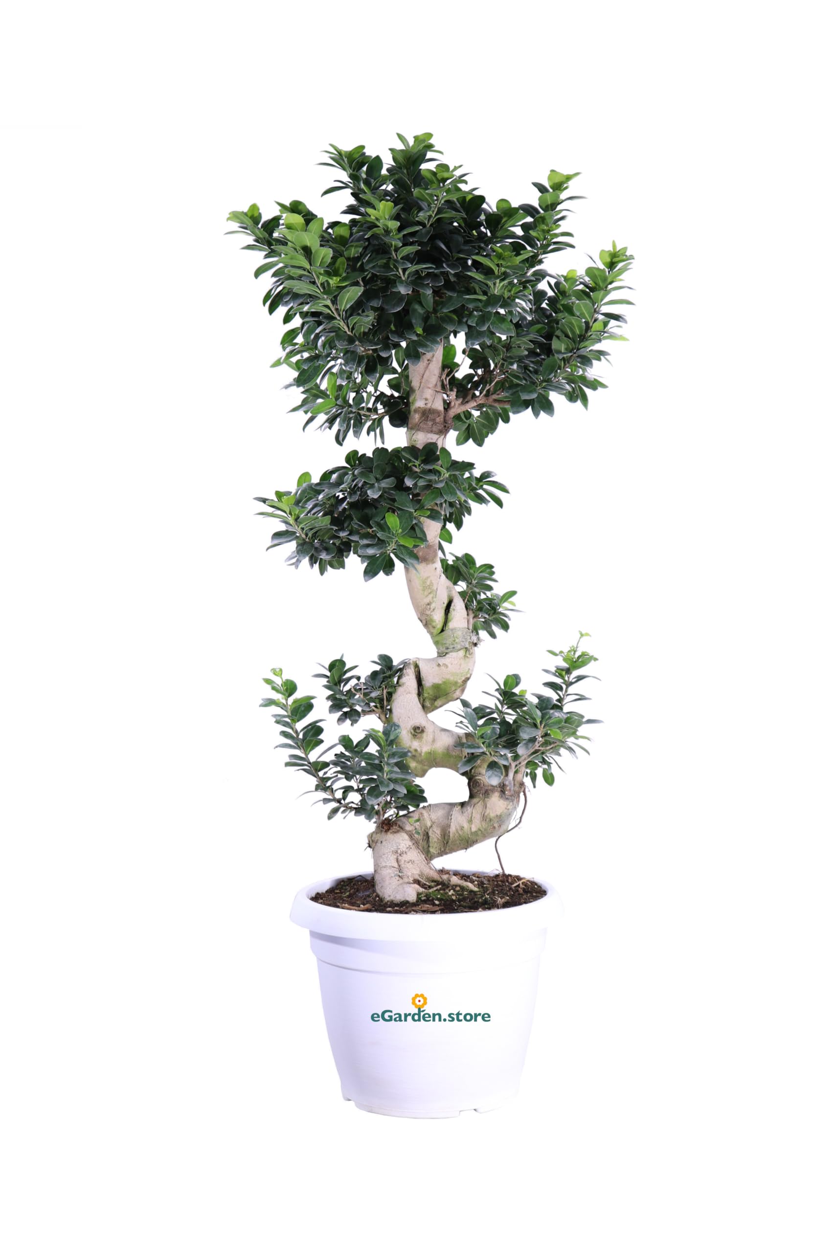 Bonsai Ficus Ginseng S Shape bonsai tronco spirale ornamentale da arredo interno pianta vera venduta da eGarden.store (Vaso 35 cm)