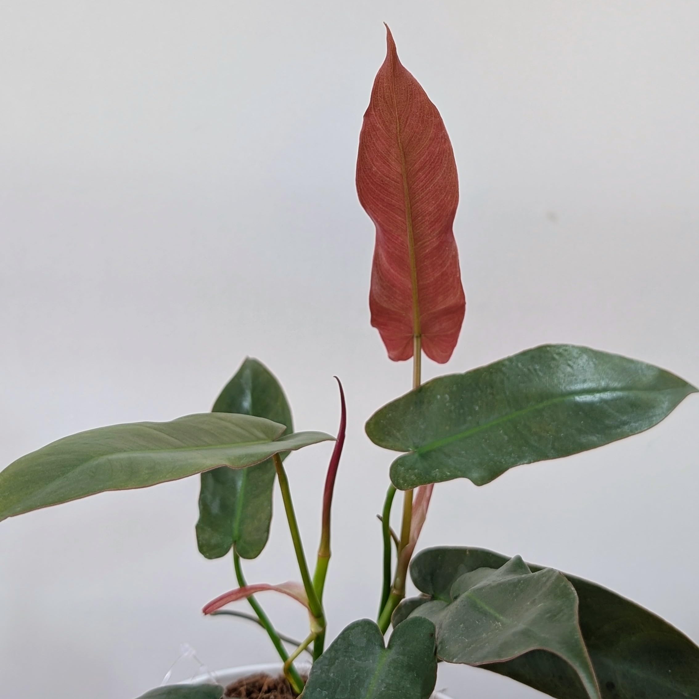 LittleJungle Philodendron Atabapoense - Live Plant with 5.5 Inches White Decor Pot | Indoor Plants For Home | Live Plants Indoor | Air Purifying Plant | Live Plant With Pot For Home Decor |