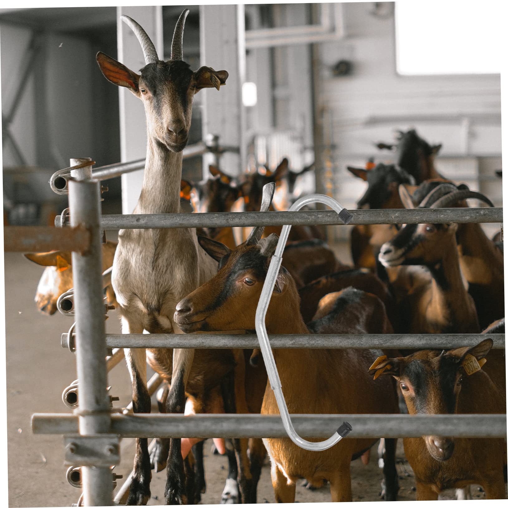 Barra Anti-calcio Regolabile per Bovini in Acciaio Zincato | Distaccabile, Finitura Argento, Uso Domestico in Fattoria, Accessorio per Allevamento e Ranch