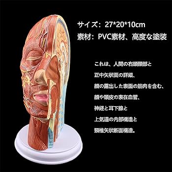 頭部模型 解剖学的構造 頭部モデル | 京都科学