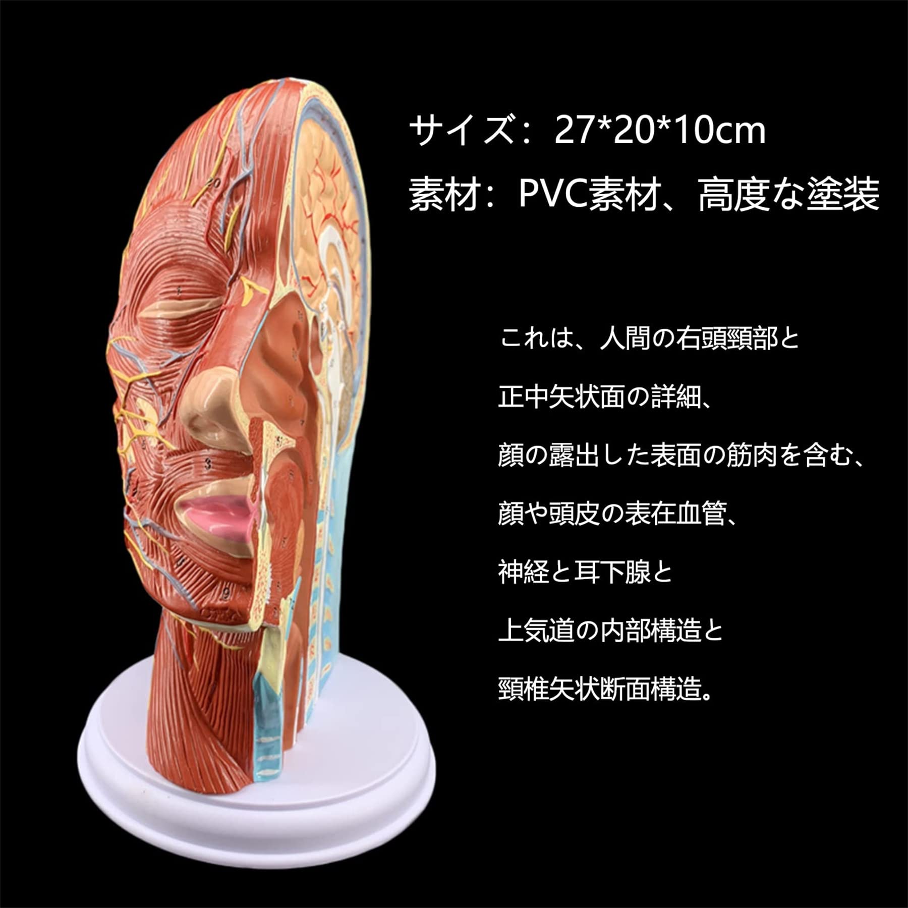 Amazon.co.jp: 脳 模型 頭の矢状断面解剖学 頭と首の解剖学 耳鼻咽喉科