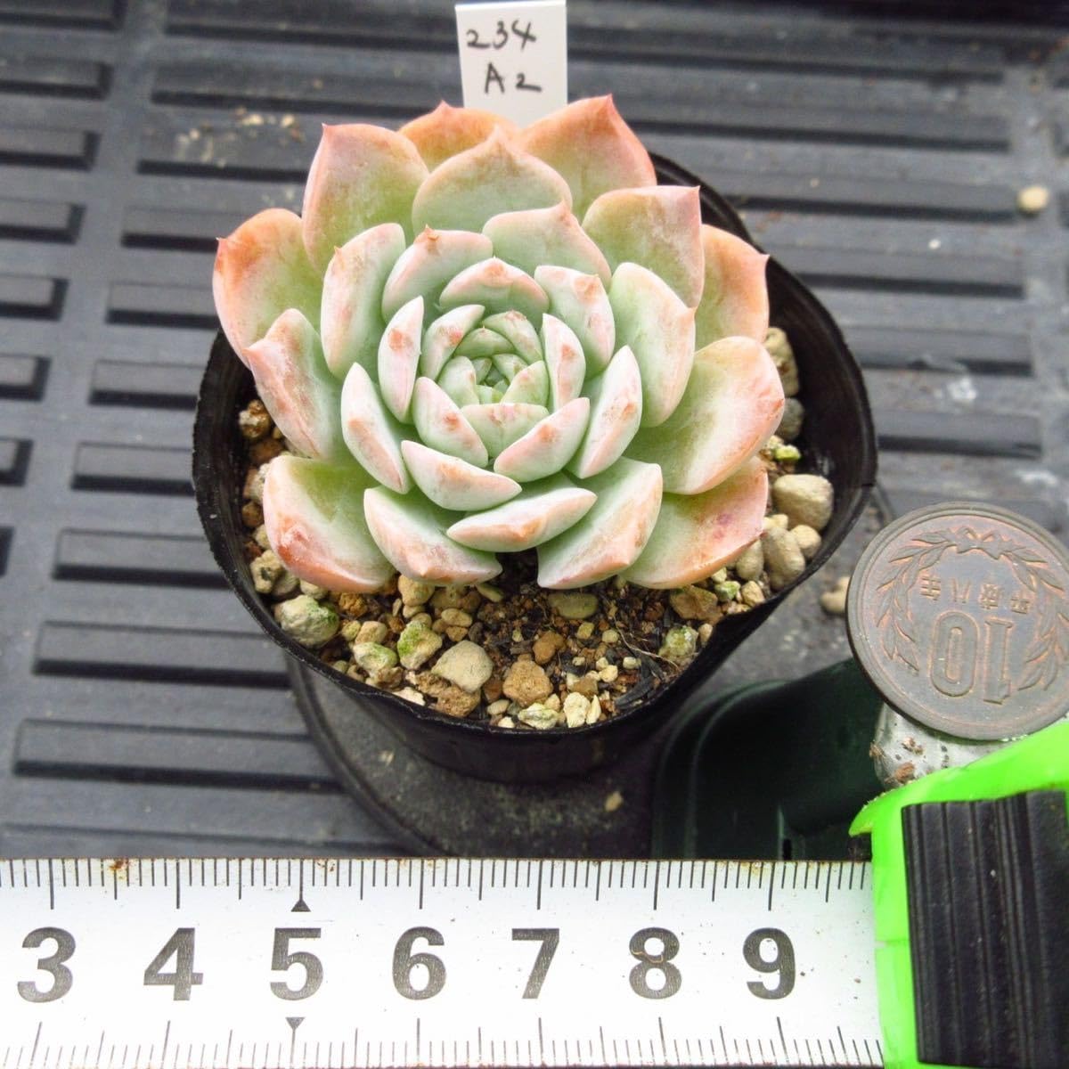 Amazon.co.jp: ！！多肉植物 アメイジンググレイス 大苗 韓国苗 美苗 