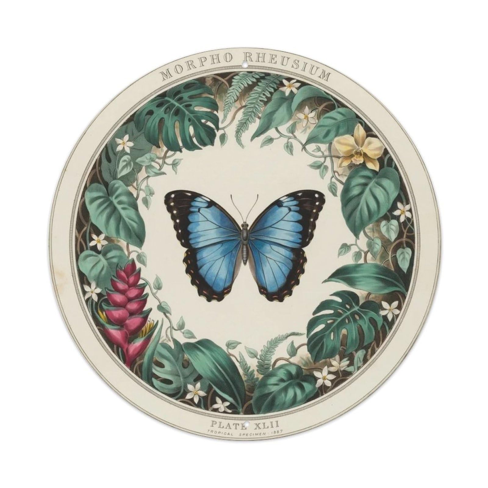 Vintage Blue Morpho Butterfly Metal Tin Sign Plaque