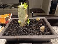 Review Image by George J. Orozco George J. Orozco