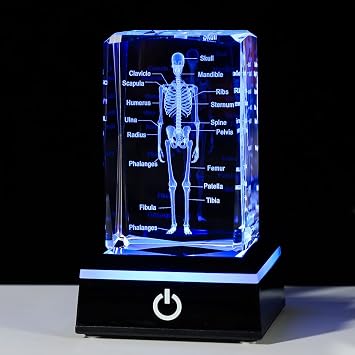 Movdyka 3D Human Skeleton Anatomy Model Doctor Psychology Graduation Gifts | Laser Etched Crystal Skeleton Figurine Paperweight Science Biology Gift for Medical Students with Colorful LED Base