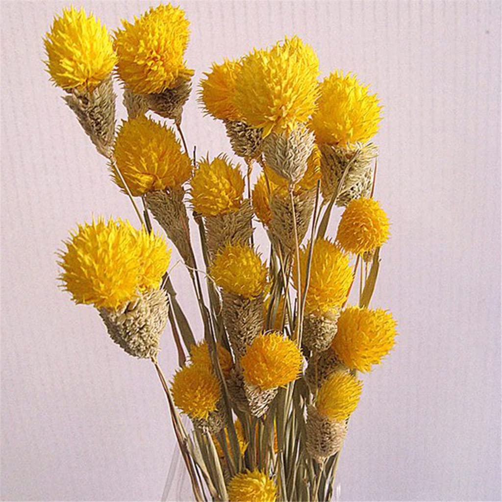 Bouquets De Mariage Faits À La Main, Tenant Des Fleurs, shoupenghua 10pcs Fleur Sèche Nature Vraies Fleurs De Baies Sèches Affichage Floral Plante D'herbe De Lapin for Bouquet De Mariage (Color : C, S