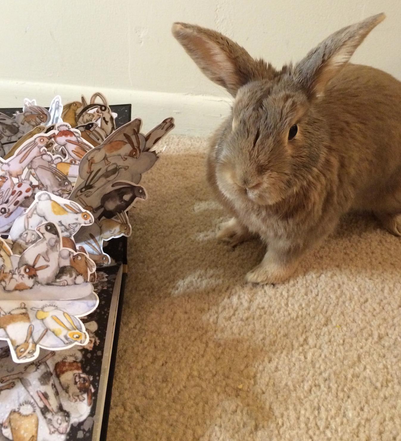 The Rabbit Problem: Gravett, Emily, Gravett, Emily: 9781442412552 ...