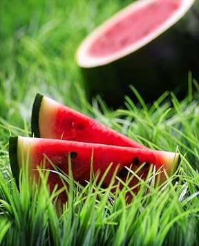 Sugar Baby Watermelon 100 Seeds Citrullus lanatus