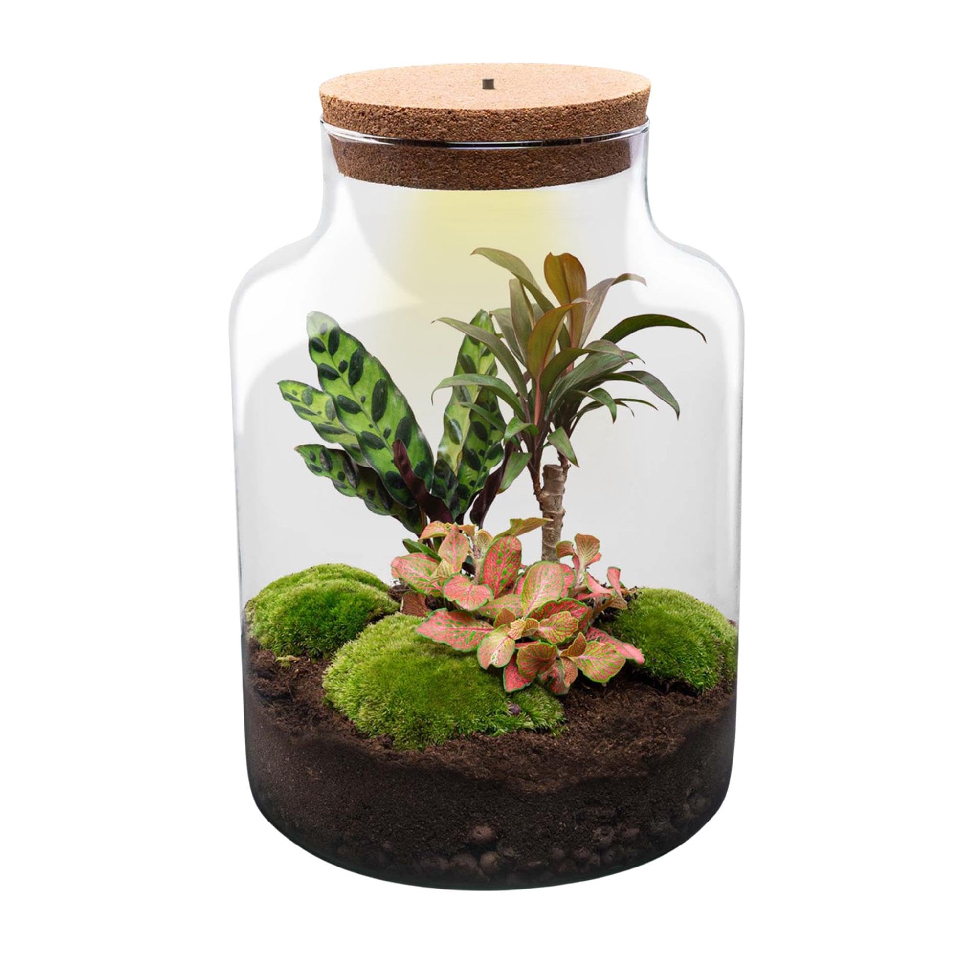 Pflanzen Terrarium aus Glas, Deko für Büro, Milky, Ø 21x30 cm Set mit LED