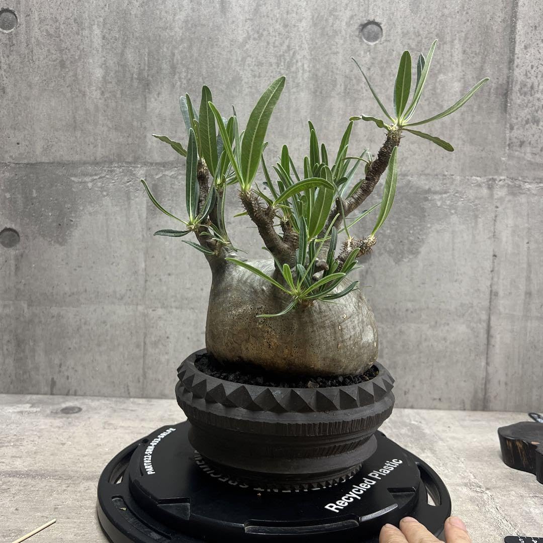 Amazon.co.jp: パキポディウム グラキリス 発根済 現地株 大株 良型