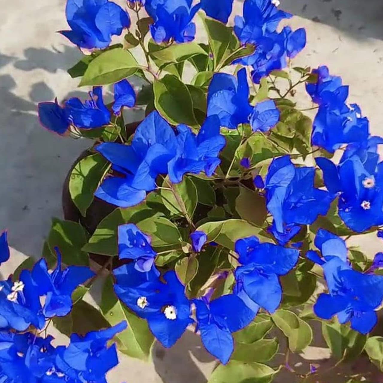 See full amazon price history chart for Generic Blue Bougainvillea Live Plant Stunning Bougainvillea Garden Plant Outdoor Vine Plant with Vibrant Tropical Flowers Generic Blue Bougainvillea Live Plant Stunning Bougainvillea Garden Plant Outdoor Vine Plant with Vibrant Tropical Flowers (B0CXMDZVD1) Amazon Price History, Amazon Price Tracker