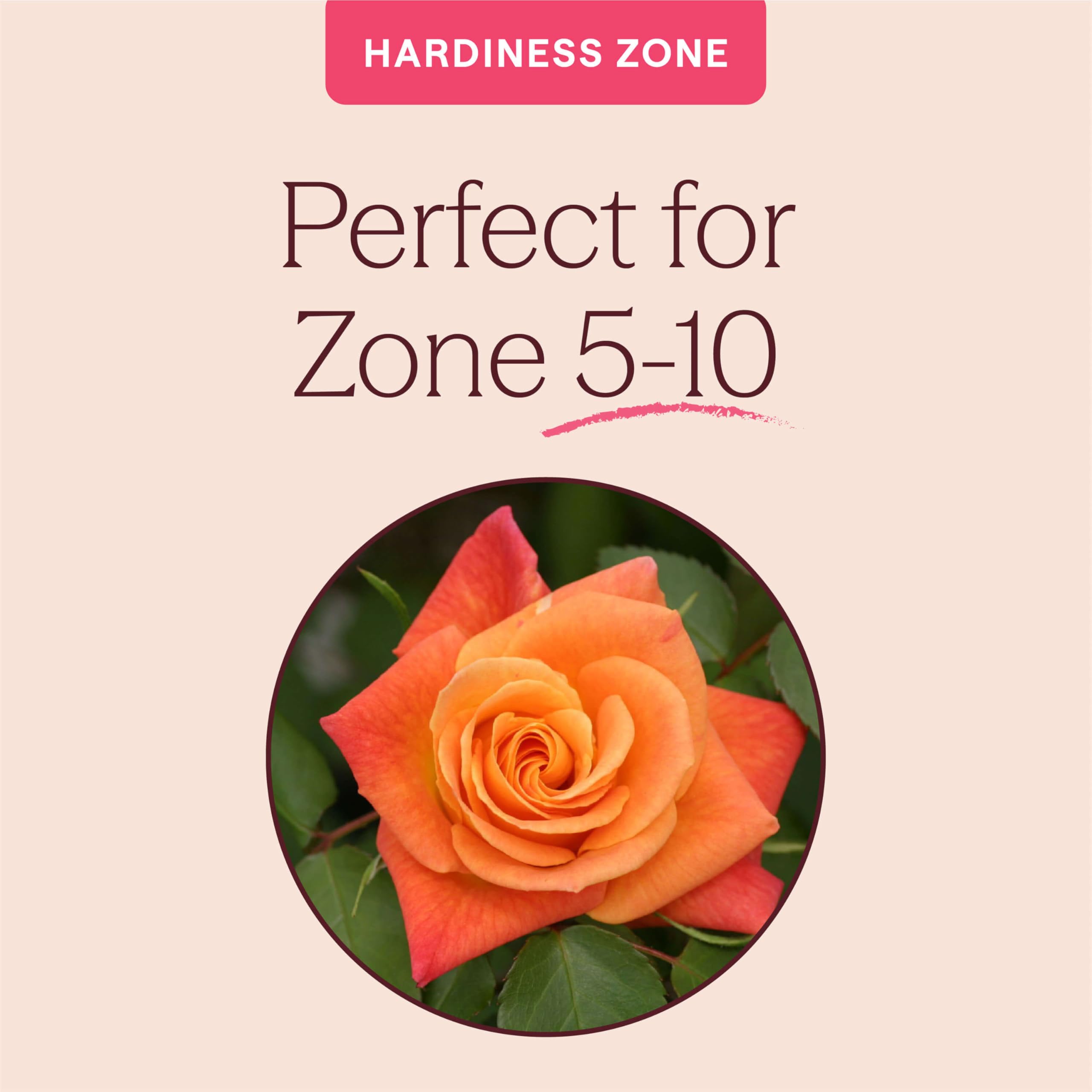 Amazon.com : Heirloom Climbing Roses, Live Own Root Plant for