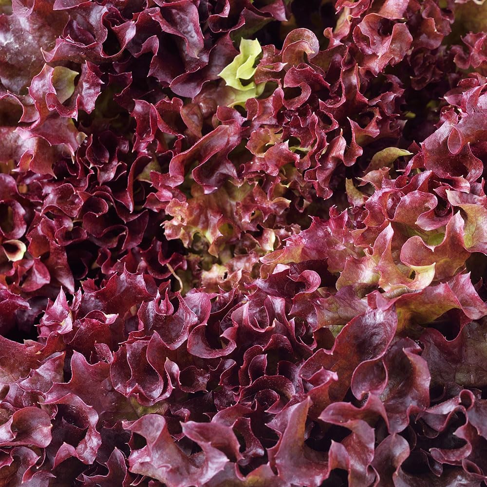 Lettuce Red Salad Bowl Seeds – Organic Cutting Variety – Deep Red Leaves, Fast Growing, Tender & Flavourful – Cut-and-Come-Again Salad Lettuce