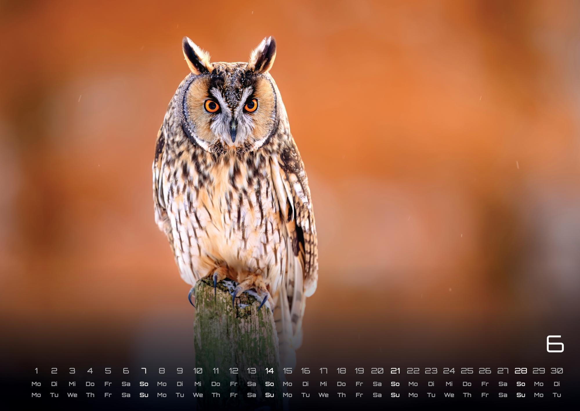 Eulen - Wächter der Nacht - 2026 - Kalender DIN A2: Der Wandkalender mit den schönsten Eulen-Motiven für das Jahr 2026 im extragroßen Format DIN A2 (ca. 60 x 42 cm)!