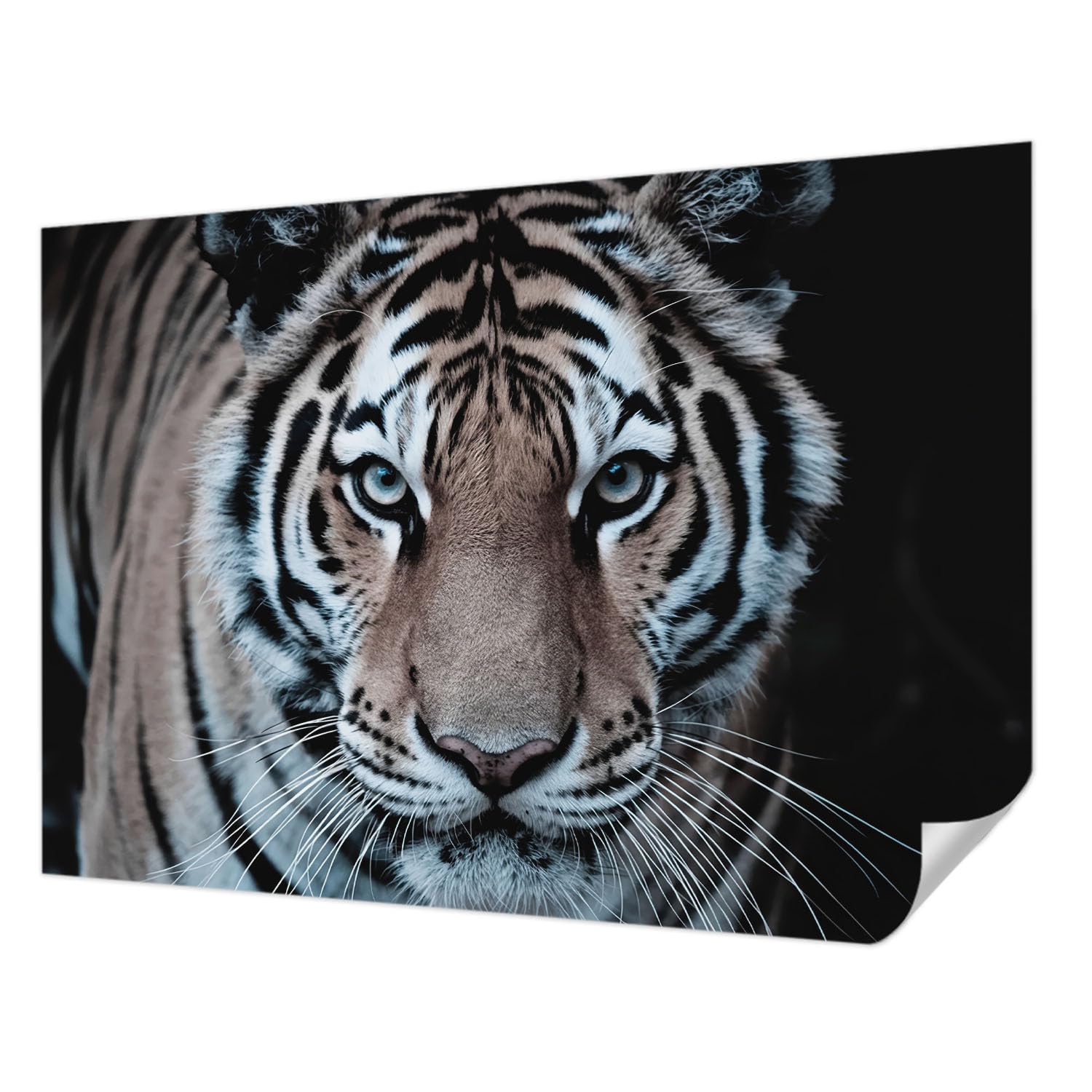 Décor mural adhésif panoramique salon et chambre portrait du tigre 312 cm