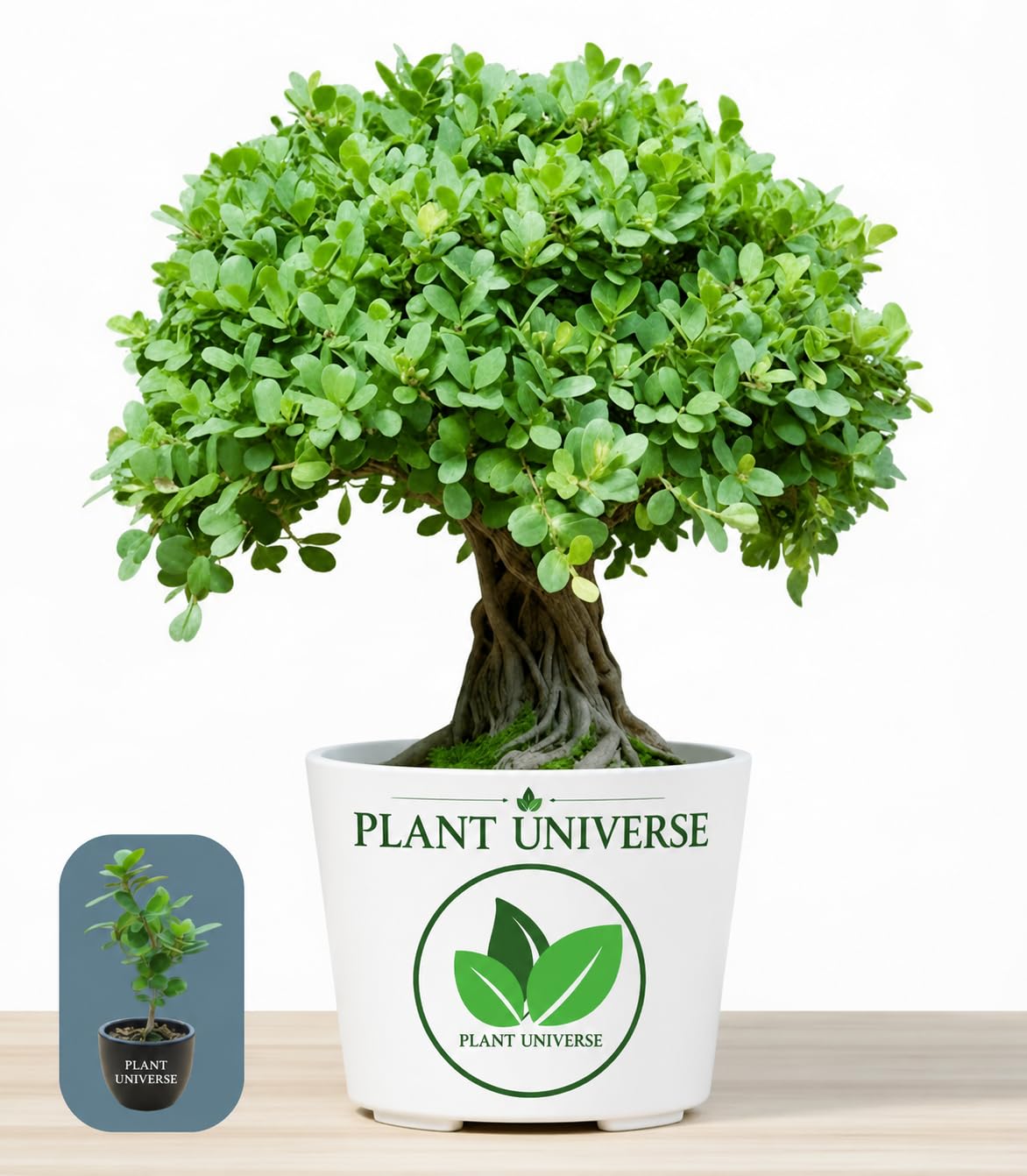 Chinese Banyan Ficus Microcarpa Live Bonsai Plant | Indoor & Outdoor Use, Low Maintenance, Nursery Grow Bag, Beginner Friendly, Home & Office Décor-image-15
