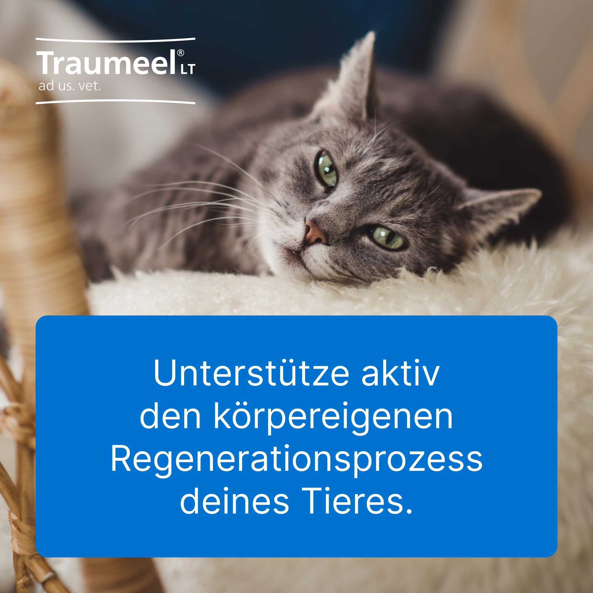 Traumeel LT ad us. vet. 2x100 Tabletten | Natürliches Tierarzneimittel für Hunde, Katzen, Pferde, Rinder, Schweine, Schafe und Ziegen | Made in Germany