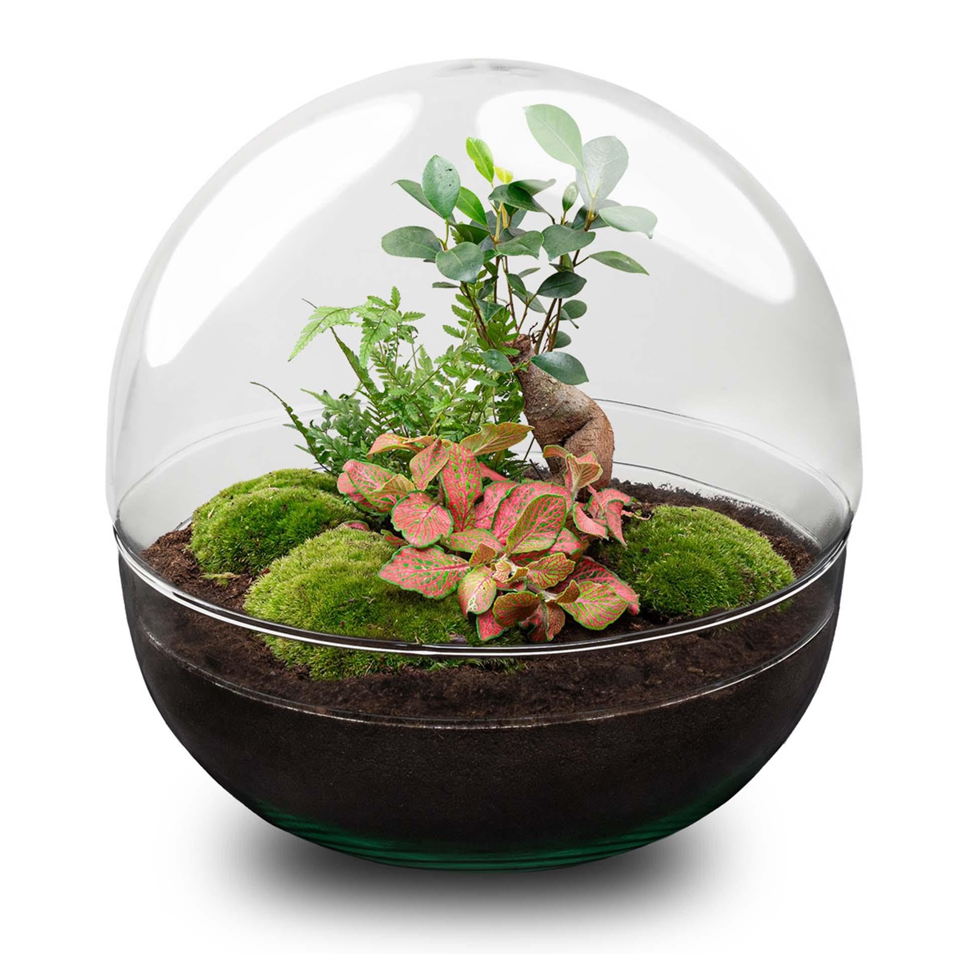 Terrario per Piante Fai da Te in Vetro, Decorazione Casa, Verde, Set 30 cm