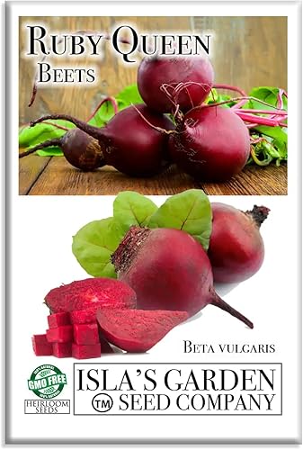 Miniatura 1 de Semillas de remolacha roja "Ruby Queen" para plantar, más de 100 semillas tradicionales por paquete, semillas de jardín de Isla (semillas de jardín