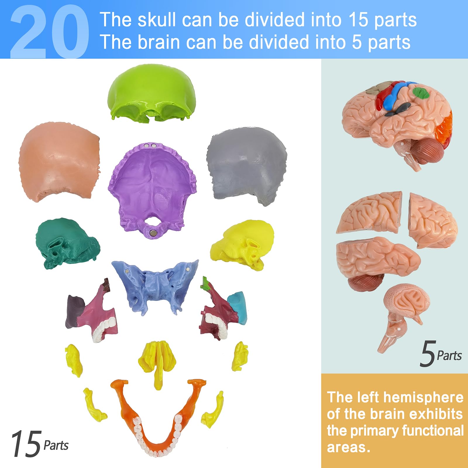 EVOTECH SCIENTIFIC Modello Cranio In Miniatura Umano, Piccolo Cranio Con Cervello, Puzzle Cranio, Testa Umana Con Cervello Per Imparare, Visualizzazione Educativa