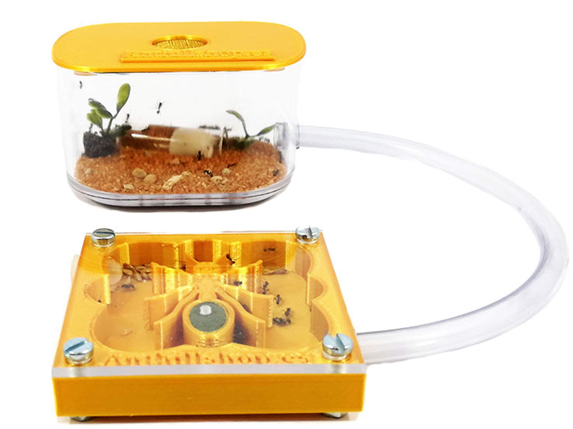 Fourmilières 3D 7 x 7, design fourmi éducatif, couleur or avec boîte de fourmis