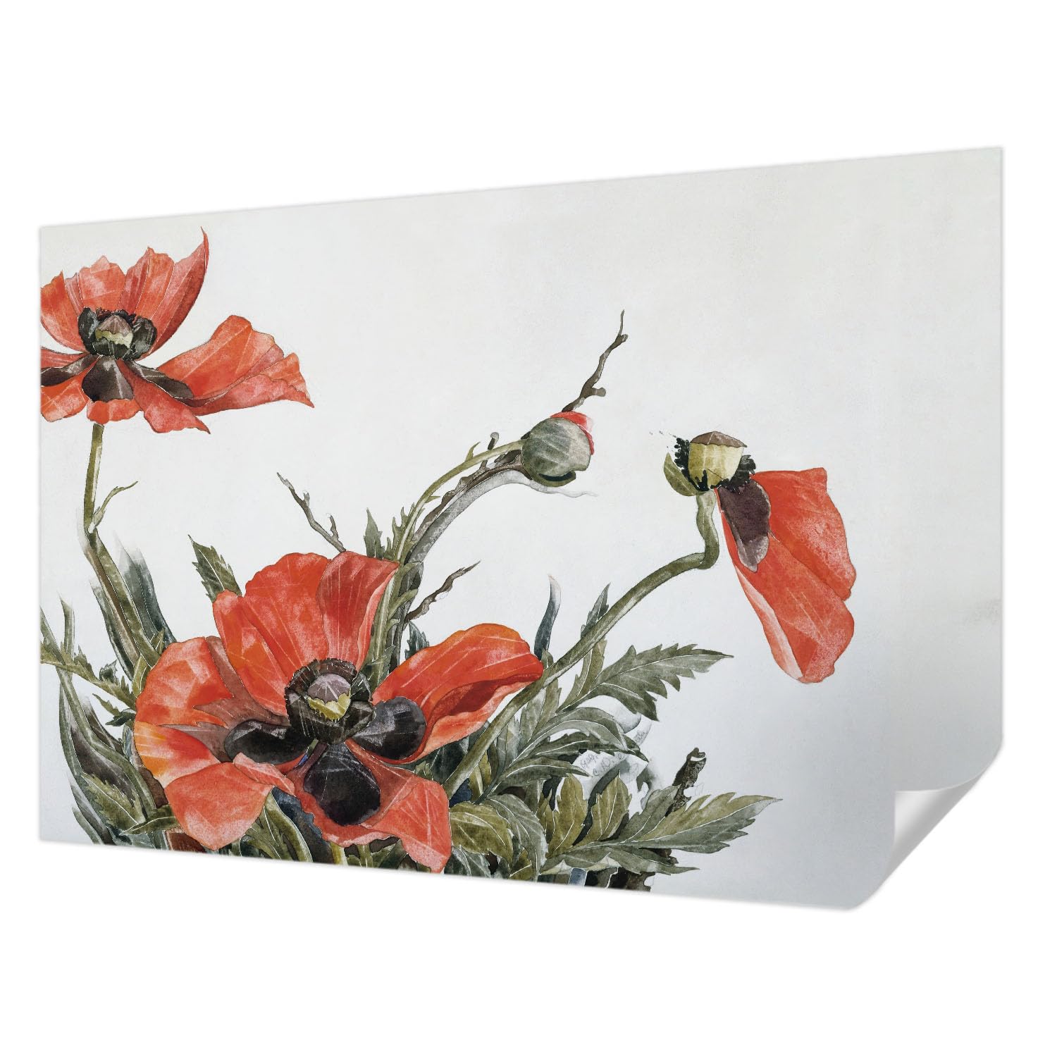 Fotomural autocolante de amapolas para decorar el recibidor y la sala de estar
