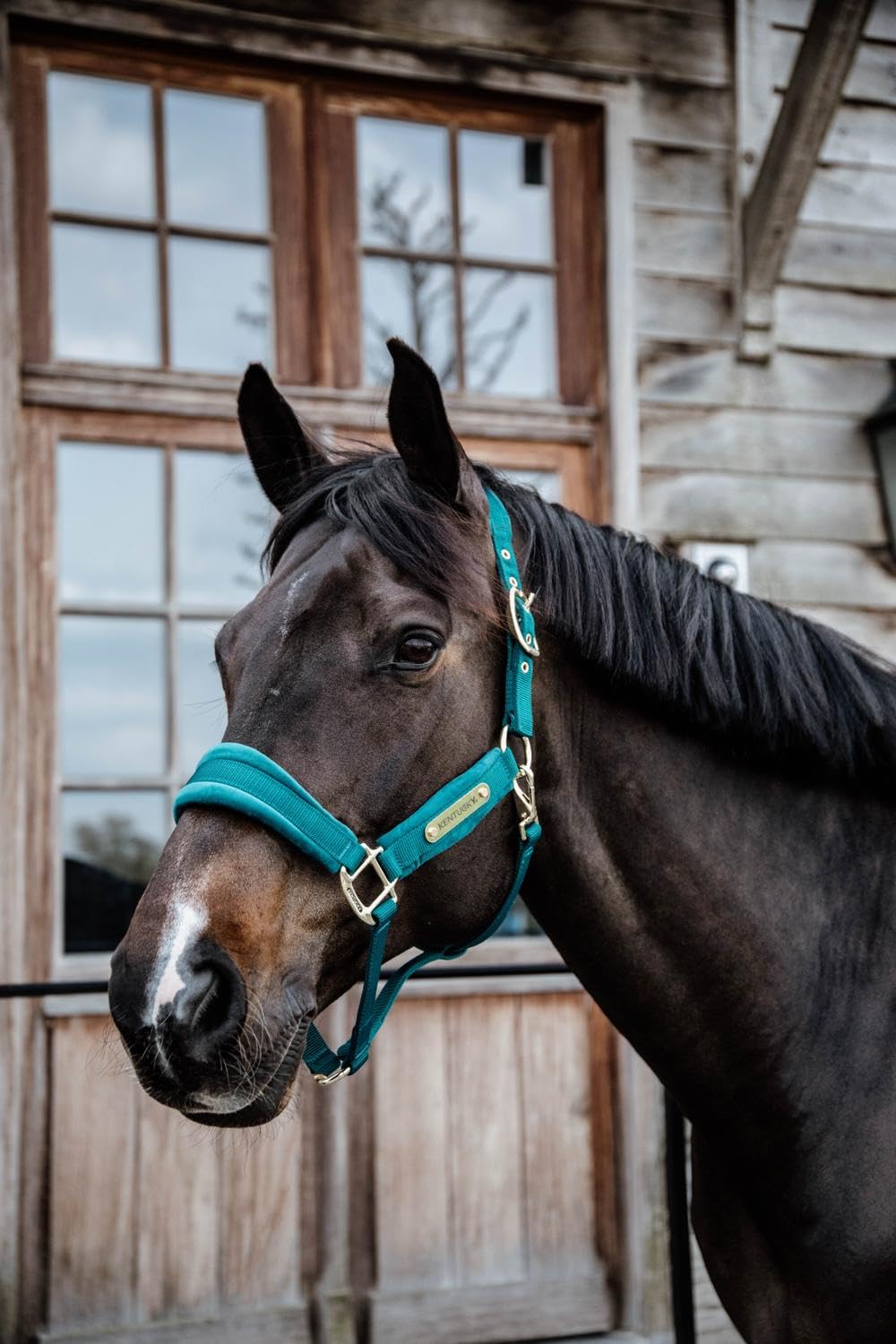 Kentucky Horsewear Cabestro de terciopelo, tamaño: Cob, color Kentucky Horsewear:esmeralda