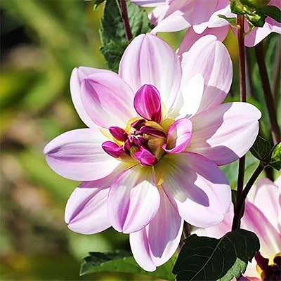 bogenhanf schrumpelige blätter Ceylon-Bogenhanf kaufen