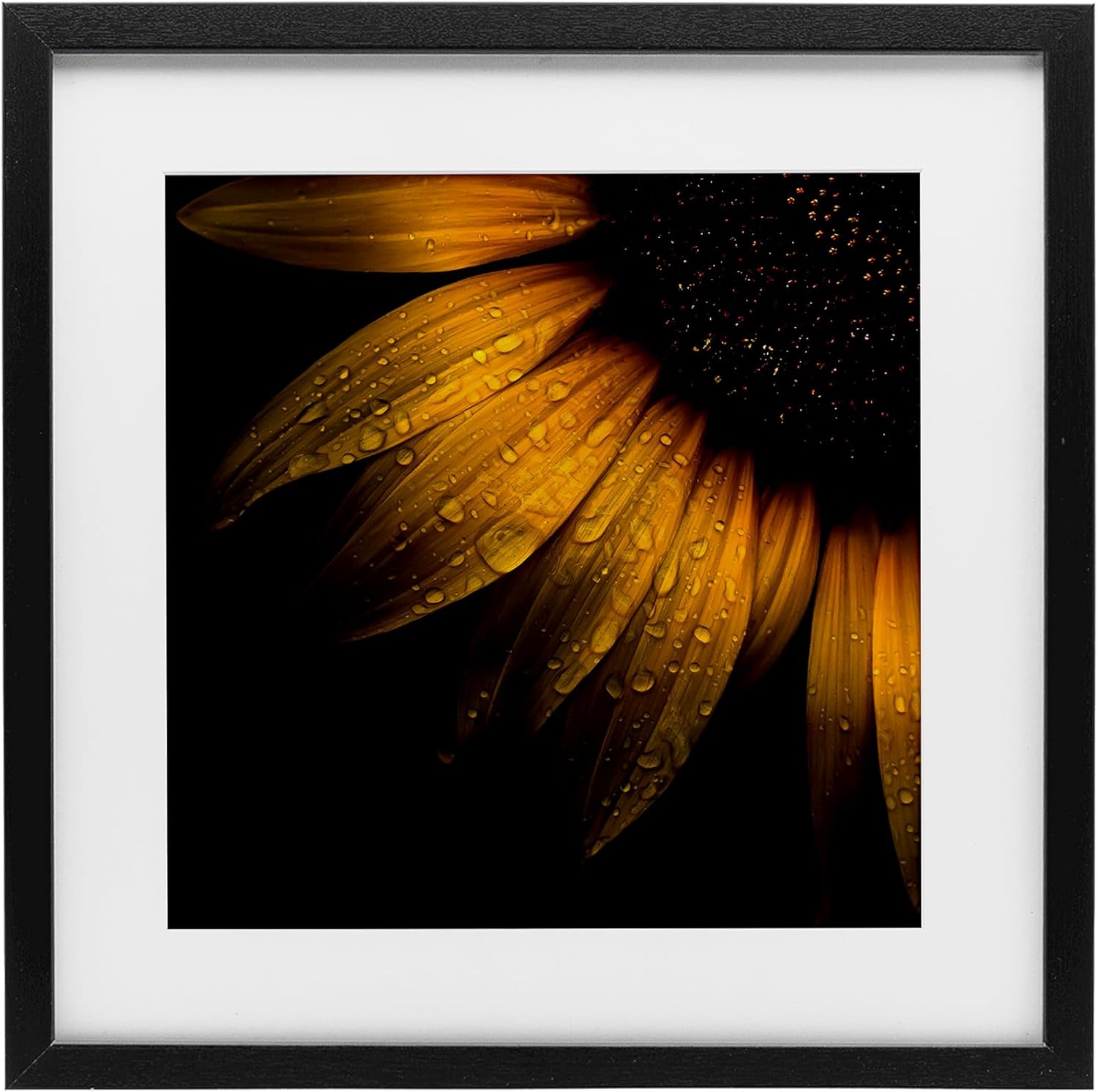 Stupell Industries Sunflower Detail with Droplets Black Framed Print Under Glass, design by Brian Carson Photography, 13 x 13