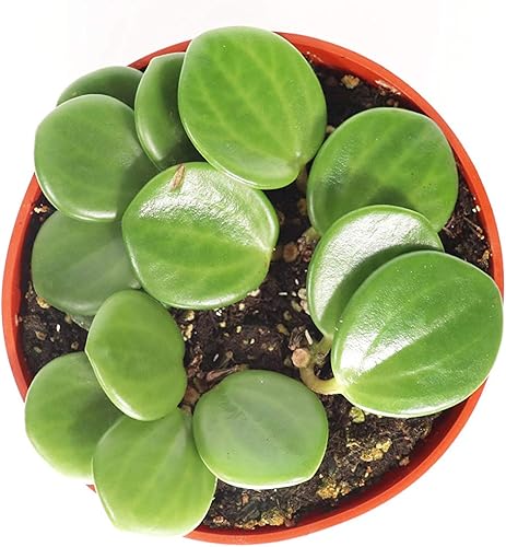 Miniatura 5 de Planta de goma Live Baby  Maceta pequeña de 4 pulgadas Peperomia Obtusifolia de California Tropical, regalo ideal para oficina, jardín, decoración
