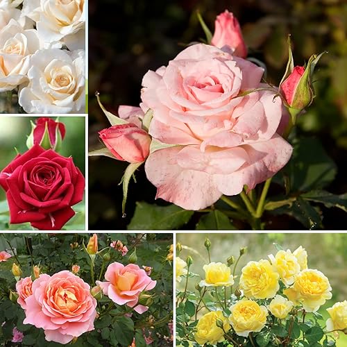 20 semillas de arbusto de rosa de dragón rojo para plantar, flores raras de arbusto de rosa para cultivar