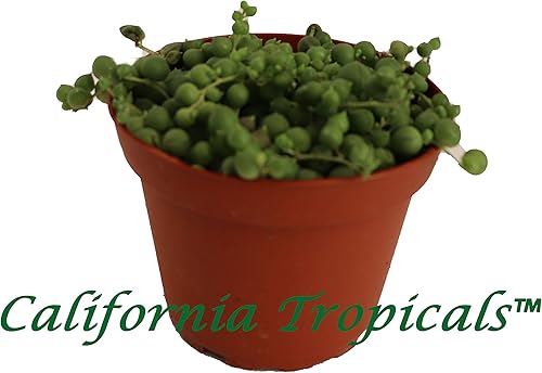 Miniatura 2 de Cadena de Perlas - 4'' de California Tropicals