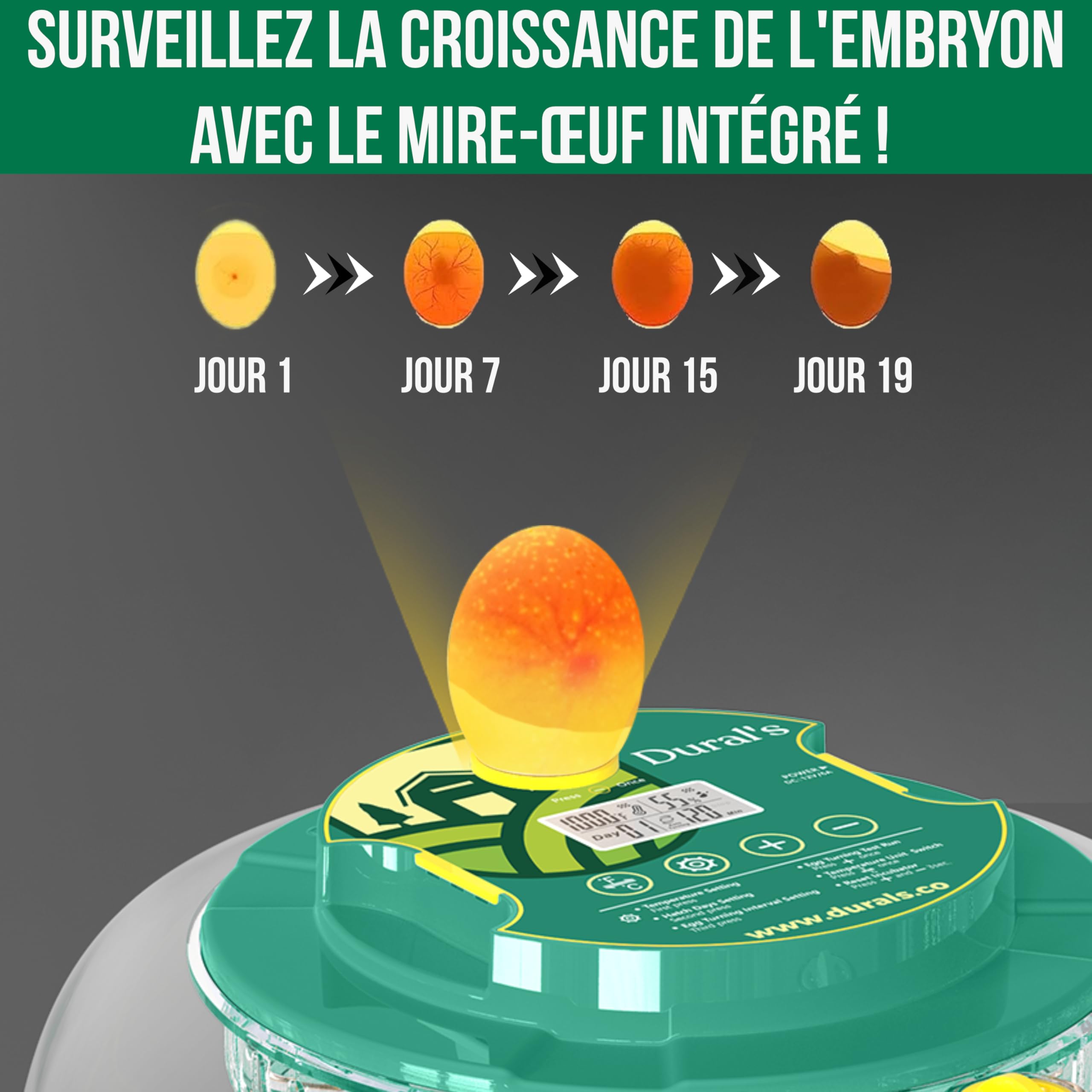 Dural's DX5® | Couveuse œuf automatique | Professionnel & Haute Précison | Certifiée CE | Contrôle de la Température & Humidité | Oeufs de Poule, Caille, Canard | Retournement Œuf automatique (DX5)