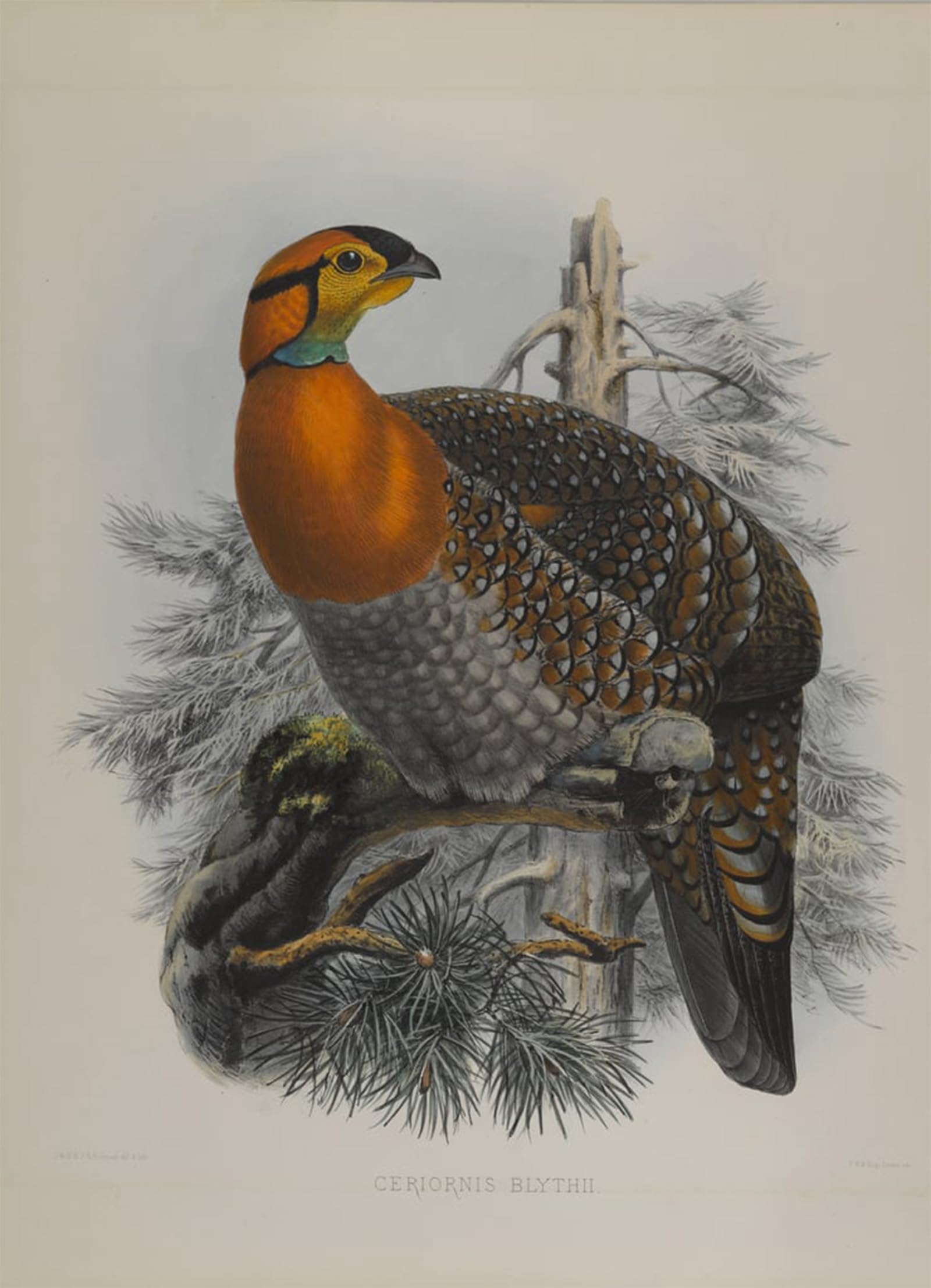Tableaux graffiti oiseau pour dynamiser un mur vide avec l'art de John Gould